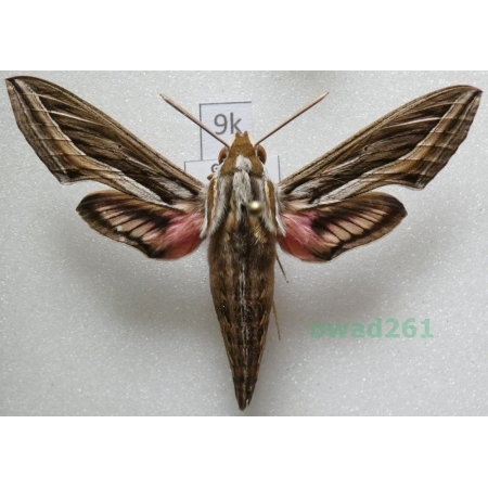Hippotion celerio (Linnaeus, 1758) ex. ovo Greece9k